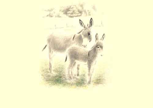 chevaux