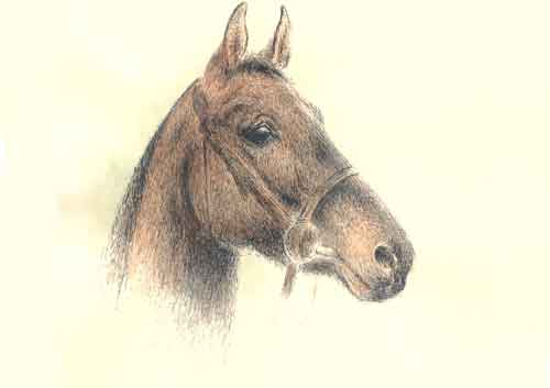 chevaux