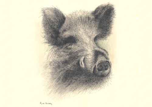 sanglier