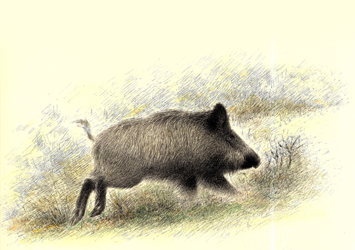 sanglier