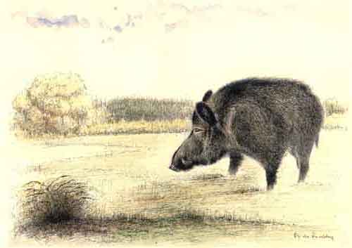 sanglier