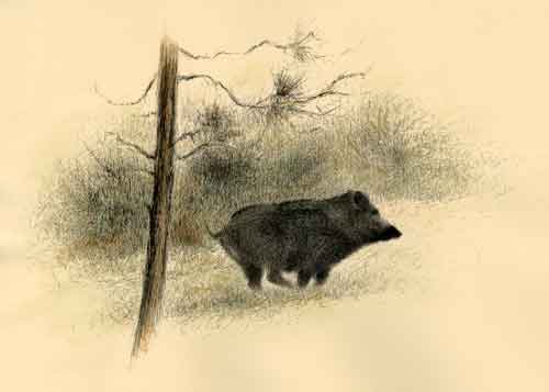 sanglier